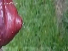 An excellent close-up slow-motion video of a bloated urine void opening while peeing outside